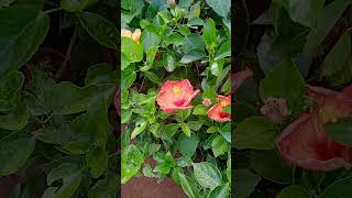 Gudhal Plant Care Tips How to care Habiscus plant at home gardeningaasaanhai short [upl. by Einnok]