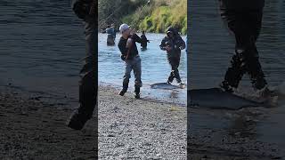 I caught a big salmon for the first time in my lifeI ❤️ this little girl Vedder river Canada 🇨🇦 [upl. by Jarrell]