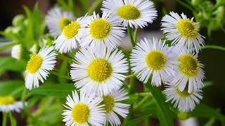 Timelapse Annual fleabane blooming 4K 개망초 꽃열림 [upl. by Oderfla]