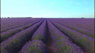 lavender field [upl. by Twedy106]