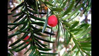 Analysis Vegetation of Taxus sumatrana Miquel de Laubenfels in Kerinci Seblat National Park [upl. by Chiaki]