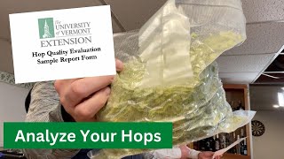 Wild Hops Lab Analysis What Were The Results Brew Dudes [upl. by Aihselat]