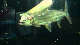 Goliath tiger fish eat silver arowana [upl. by Ahsaet]