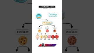 Embryonic Stem Cell and Development LearnWithAnuragSir facts neet upboardexam2025 science [upl. by Yluj]