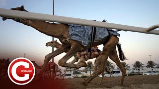 Carreras de camellos el furor en Qatar [upl. by Toback]