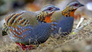 Rufous throated Partridge Arborophila rufogularis [upl. by Layney488]