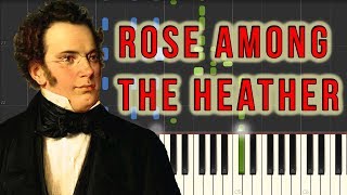 Rose Among The Heather Heidenröslein  Franz Schubert Piano Tutorial Synthesia [upl. by Anires]