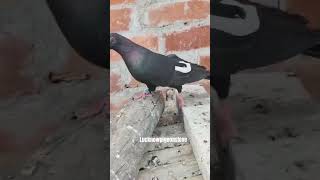 Lucknow pigeons thehelpinghand2479 shorts ytshorts humanity trending pigeons [upl. by Bagley771]