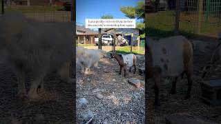 Our Karakachan puppy Samson learning to give the goats space livestockguardiandog lgd homestead [upl. by Aztiram]