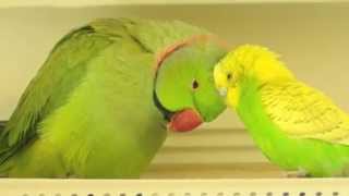 Parakeet and Indian Ringneck in LOVE [upl. by Dodwell666]