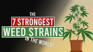 The 7 STRONGEST WEED Strains in the World [upl. by Alegnaed]