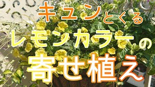 『寄せ植え』おしゃれに夏のガーデニング！アイアン雑貨で玄関やフェンスを華やかに飾りましょう [upl. by Bloomer148]