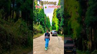 Sittong Pine Forest View🎍😲 shorts pineforest sittong trending travel trendingsong viralsong [upl. by Aldercy]