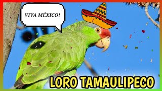 LORO TAMAULIPECO o Coronirroja Hablando 🦜 Cuidados Alimentación [upl. by Narrat544]