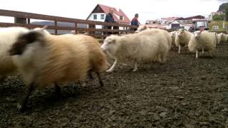 Íslenskt sauðfé  Icelandic Sheep [upl. by Rhett965]