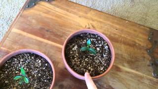 Kumquat Tree Update amp Seed Giveaway [upl. by Riaj935]