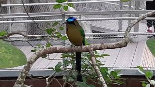 Amazonian Motmot  Bird Paradise Singapore [upl. by Emmi521]