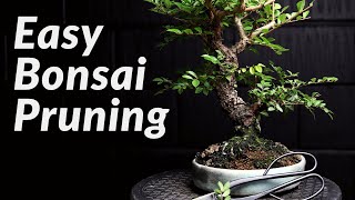 FAST amp EASY Pruning Bonsai Trees for Beginners  How to Prune a Chinese Elm Bonsai Tree [upl. by Atsylac]