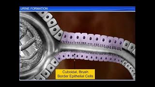 CBSE Class 11 Biology  Urine Formation  By Shiksha House [upl. by Felice]