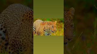 Leopard 🐆wildlife wildanimals viralshorts [upl. by Shelman]