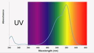 The Decolorization of Crystal Violet [upl. by Undis600]