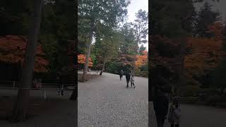 Autumn Leaves Kitaguchi Fuji Sengen Shrine Japan [upl. by Oxley]