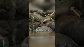 WATCH CLOSELY WHAT IS THIS CROCODILE LYING ON  Animal Fighting short [upl. by Beattie]