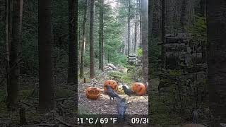 RACCOONS EATING PUMPKINS [upl. by Rea]