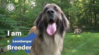 I am a Leonberger breeder  Alida Greendyk [upl. by Mendie]