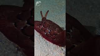 Pleurobranchu forskalii PleurobranchusForskaliiMarineBiology mollusk dcdocumentaries [upl. by Urania516]