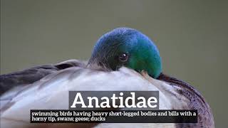 How Does Anatidae Look  How to Say Anatidae in English  What is Anatidae [upl. by Gabrielle808]