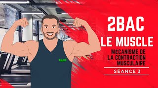 Le Muscle Séance 3  Mécanisme de la contraction Musculaire [upl. by Zeuqcaj]