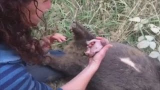 Baby wombat rescued from its dead mothers pouch [upl. by Spector]