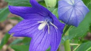 Balloon Flower  Platycodon Grandiflorus  Bunga Balon [upl. by Esirrehc]