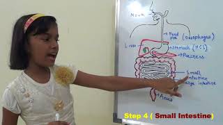 Human digestive system class 7 in hindi  Human digestive system in hindi  DARSHAN CLASSES [upl. by Bbor418]