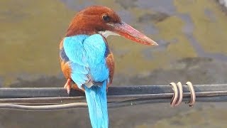 Song of a Kingfisher [upl. by Anestassia]