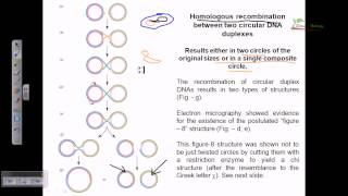 Homologous recombination of two circular DNA [upl. by Rukna]