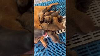 My Belgian Malinois Breastfeeding Baby🐶💞 shorts puppy dog cutegolden cute [upl. by Mahda]