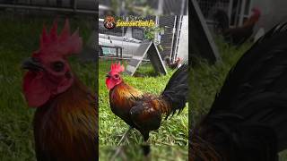 Black Hennie Gamefowl of Shiela peñaloza Alcantara gamefowlviralph gamefowl gamefowlbreeder [upl. by Ecineg]