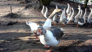 Gänse im Tierpark Arche Warder [upl. by Linn]