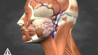 Sialorrhea Injection Site Identification  3D Medical Animation [upl. by Hausmann71]