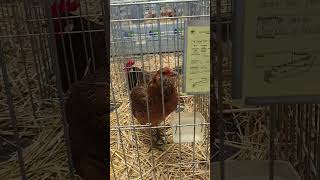 GALLINAS ARAUCANAS pets gallinas chicken gallinos aves birds bird birdslover gallinecute [upl. by Golden]