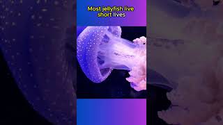 Jellyfish Have NO BRAIN OR HEART🪼🪼🌊 animals animalfacts shorts [upl. by Alathia]