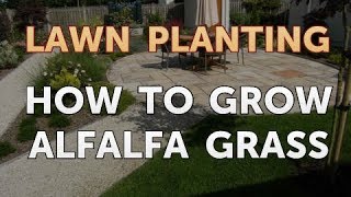 How to Grow Alfalfa Grass [upl. by Nbi81]