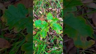 English Oak Quercus robur sapling under Scots Pine Pinus sylvestris Northern Ireland 08112024 [upl. by Bui106]