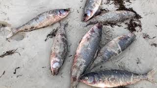 Hundreds of Dead Salmon Mysteriously Washed Shore in Cape Jervis [upl. by Euphemiah]