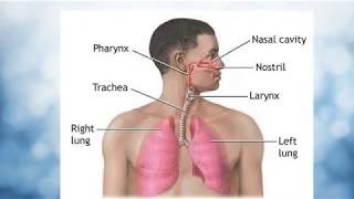 Travel of Air Through Respiratory System  Gas Exchange in the Lungs  Nose to Alveoli Pathway [upl. by Franciska700]