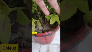 Saving coleus Plant for next season  Coleus winter care [upl. by Berriman]