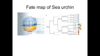 Fate map of sea urchin [upl. by Demha336]