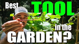 Hand Pollinating Tomatoes Cucumbers Zucchini and more 3 Ways to increase your garden yields [upl. by Cassiani]